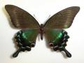Papilio Gynandromorph 05 (Internet Image property of respective owner, non-commercial use only)